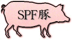 SPF豚